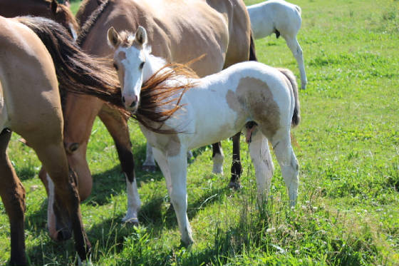 june2015starcolt.jpg