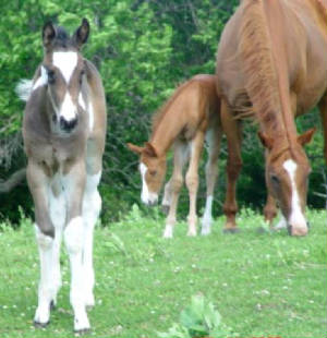 mags605filly.jpg
