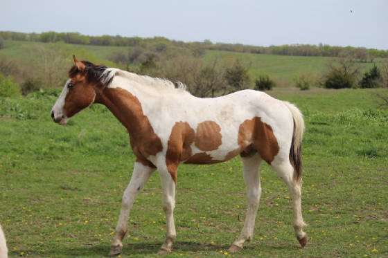 sal2015coltyearling.jpg