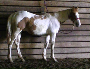 samidoc2011gelding.jpg