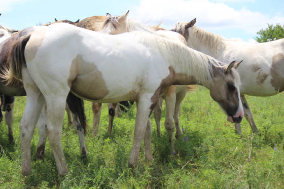 silvergrulla2016.jpg