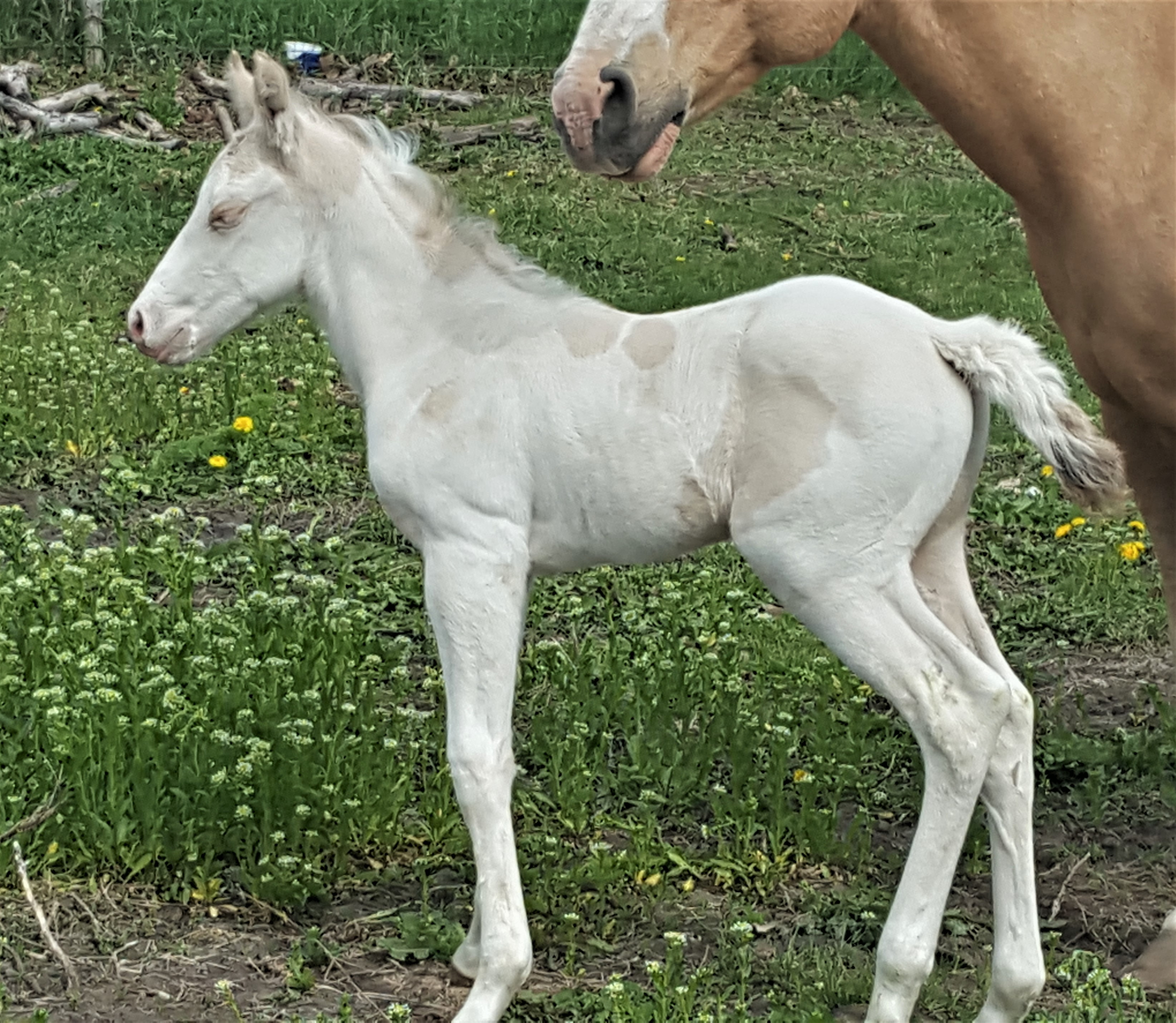 belle2019colt.jpg