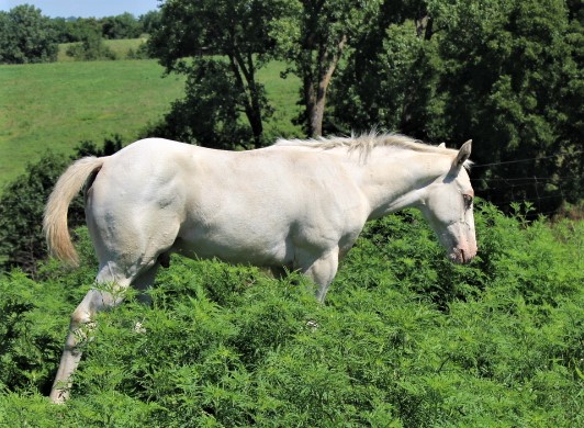 belles2020coltaug.jpg