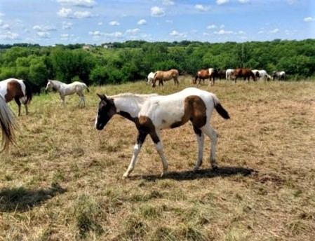 frankiefilly82021.jpg