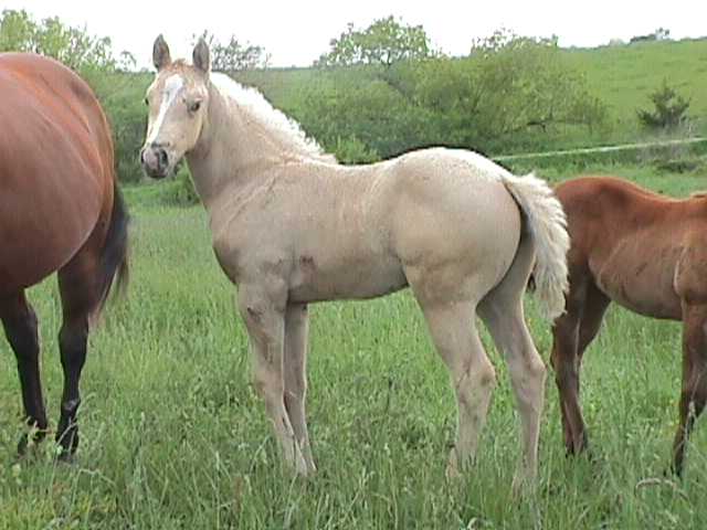 holly2002filly.jpg