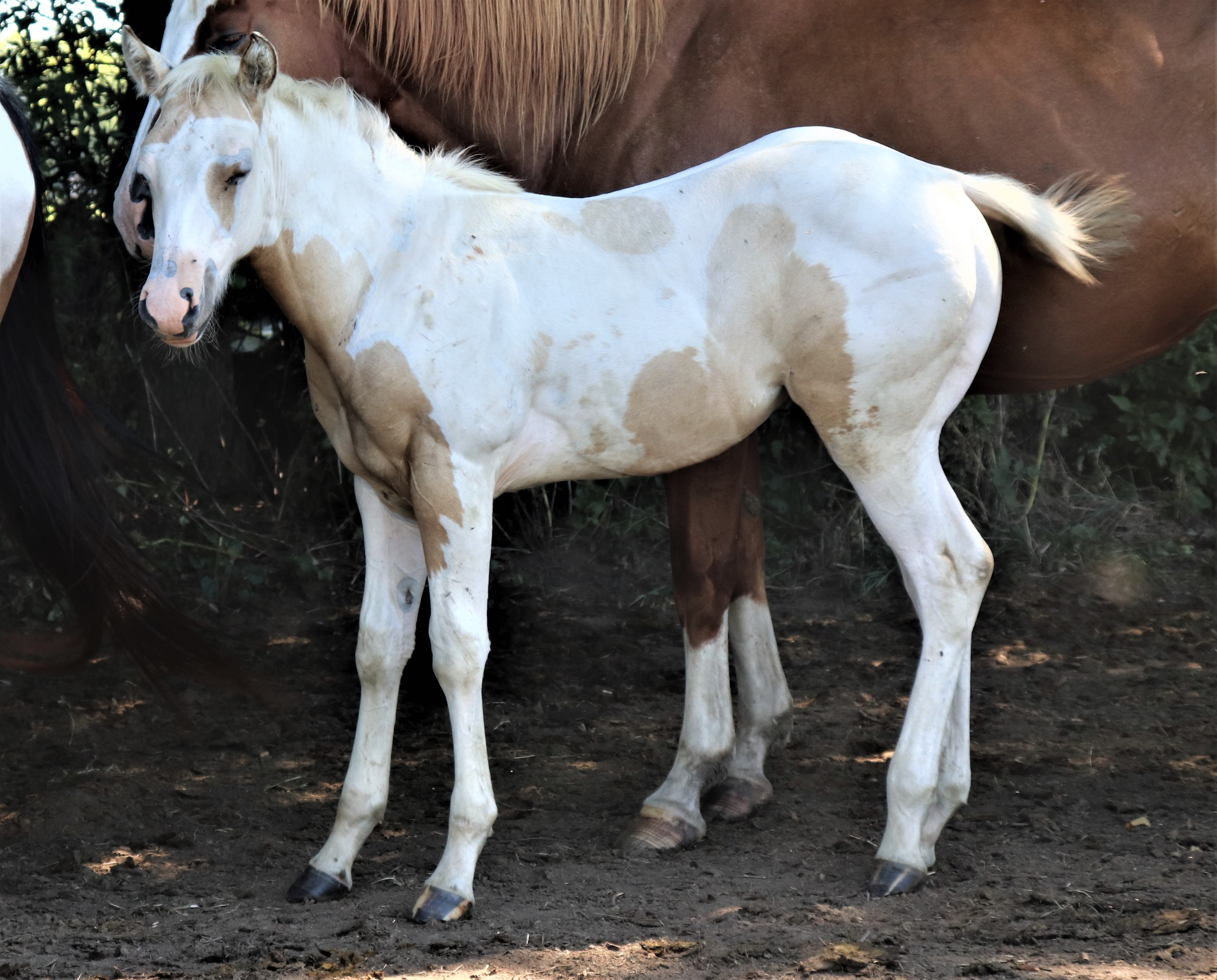 patchcolt82020.jpg