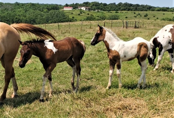 psuefilly82022.jpg