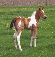 rgoldiefoal.jpg