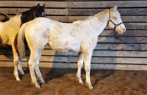 yearling2020belle.jpg